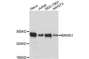 Western blot analysis of extracts of various cell lines, using BRWD1 antibody. (BRWD1 antibody  (AA 1-120))