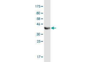 Western Blot detection against Immunogen (36. (TRAF3IP3 antibody  (AA 231-330))