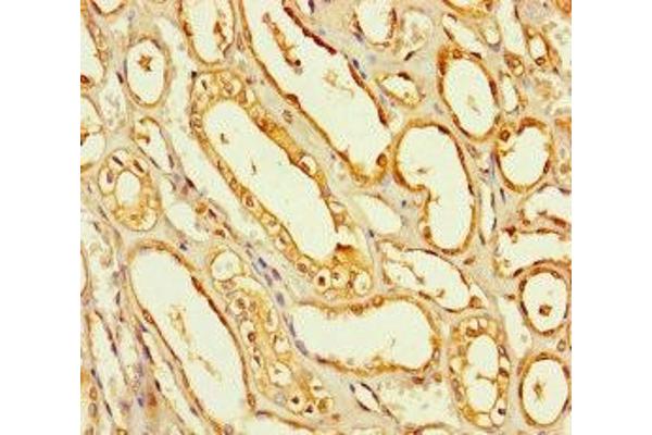 SEC14L4 antibody  (AA 201-360)