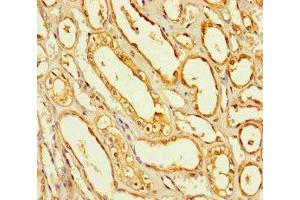 Immunohistochemistry of paraffin-embedded human kidney tissue using ABIN7168655 at dilution of 1:100 (SEC14L4 antibody  (AA 201-360))