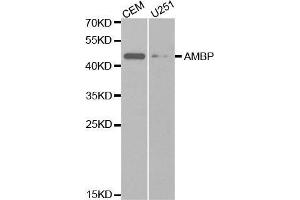 Western blot analysis of extracts of various cell lines, using AMBP antibody. (AMBP antibody  (AA 20-352))