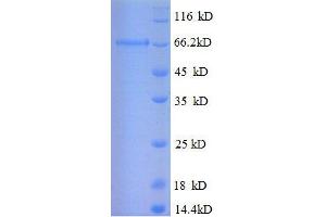 SDS-PAGE (SDS) image for Interleukin Enhancer Binding Factor 2, 45kDa (ILF2) (AA 1-390), (full length) protein (GST tag) (ABIN7479580) (ILF2 Protein (AA 1-390, full length) (GST tag))