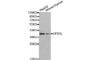 Western Blotting (WB) image for anti-Ubiquitin Fusion Degradation Protein 1 Homolog (UFD1L) (AA 1-307) antibody (ABIN1683208) (UFD1L antibody  (AA 1-307))