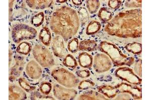 Immunohistochemistry of paraffin-embedded human kidney tissue using ABIN7163349 at dilution of 1:100 (GPX4 antibody  (AA 74-197))