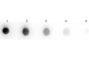Dot Blot Results of Donkey F(ab')2 Anti-Sheep IgG Antibody Min X Ch GP Ham Hs Hu Ms Rb Rt Serum Proteins.