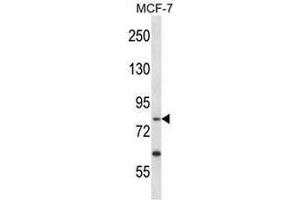 PRKRIR Antibody (N-term) western blot analysis in MCF-7 cell line lysates (35µg/lane).