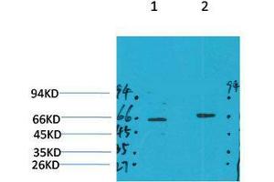 GABRA4 antibody