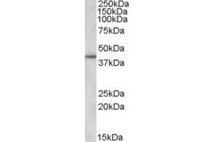 ABIN334351 (1µg/ml) staining of DAUDI lysate (35µg protein in RIPA buffer).