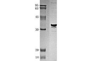 Validation with Western Blot (MORF4L2 Protein (Transcript Variant 1) (His tag))