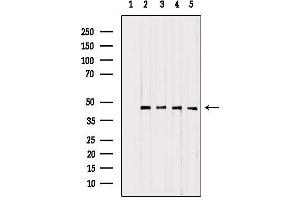 Western blot analysis of extracts from various samples, using UQCRC1 antibody. (UQCRC1 antibody  (C-Term))