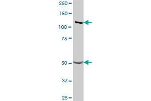 GART MaxPab polyclonal antibody. (GART antibody  (AA 1-433))