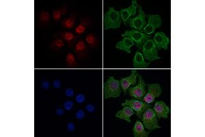 ABIN6264703 and ABIN6269101 staining HepG2 cells by IF/ICC. (Retinoblastoma Protein (Rb) antibody  (C-Term))