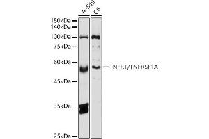 Western Blotting (WB) image for anti-Tumor Necrosis Factor Receptor Superfamily, Member 1A (TNFRSF1A) (AA 22-211) antibody (ABIN1513619)