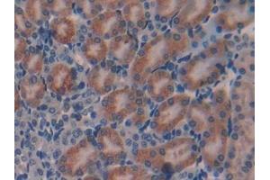 Detection of GAL in Mouse Kidney Tissue using Polyclonal Antibody to Galanin (GAL) (Galanin antibody  (AA 36-123))