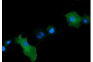 Image no. 1 for anti-Mitogen-Activated Protein Kinase Kinase 1 (MAP2K1) antibody (ABIN1499388) (MEK1 antibody)