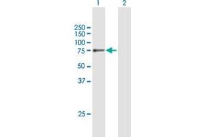Western Blot analysis of COL4A3BP expression in transfected 293T cell line by COL4A3BP MaxPab polyclonal antibody. (COL4A3BP antibody  (AA 1-598))