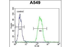 SNX24 Antibody (N-term) (ABIN655522 and ABIN2845036) flow cytometric analysis of A549 cells (right histogram) compared to a negative control cell (left histogram). (SNX24 antibody  (N-Term))