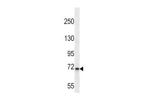Western blot analysis in K562 cell line lysates (35ug/lane).