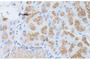 Immunohistochemistry of paraffin-embedded Mouse pancreas using PLA2G1B Polyclonal Antibody at dilution of 1:100 (40x lens). (PLA2G1B antibody)