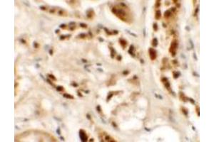 Immunohistochemistry of SIGLEC15 in human kidney tissue with SIGLEC15 antibody at 2. (SIGLEC15 antibody  (N-Term))