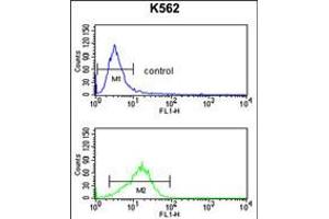Flow cytometry analysis of K562 cells (bottom histogram) compared to a negative control cell (top histogram).
