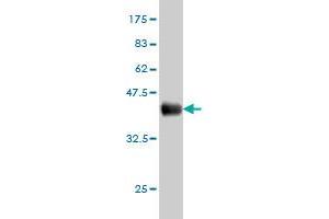 Western Blot detection against Immunogen (36. (AHCYL1 antibody  (AA 1-101))