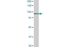 HOOK1 monoclonal antibody (M02), clone 1D11. (HOOK1 antibody  (AA 632-728))