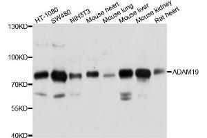 Western blot analysis of extract of various cells, using ADAM19 antibody. (ADAM19 antibody)