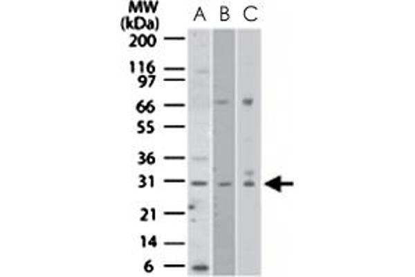 Nurim antibody  (AA 200-250)