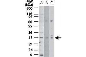 Western blot analysis of NRM in A) human HeLa, B) mouse NIH/3T3, and C) human PC3 cell lysates. (Nurim antibody  (AA 200-250))