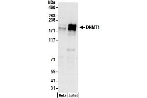 Western Blotting (WB) image for anti-DNA (Cytosine-5)-Methyltransferase 1 (DNMT1) (AA 350-400) antibody (ABIN7452880)