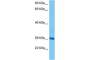 Host:  Mouse  Target Name:  DLX5  Sample Tissue:  Mouse Skeletal Muscle  Antibody Dilution:  1ug/ml (DLX5 antibody  (C-Term))