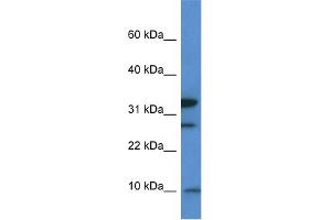 WB Suggested Anti-Mrps33 Antibody Titration: 1. (MRPS33 antibody  (Middle Region))