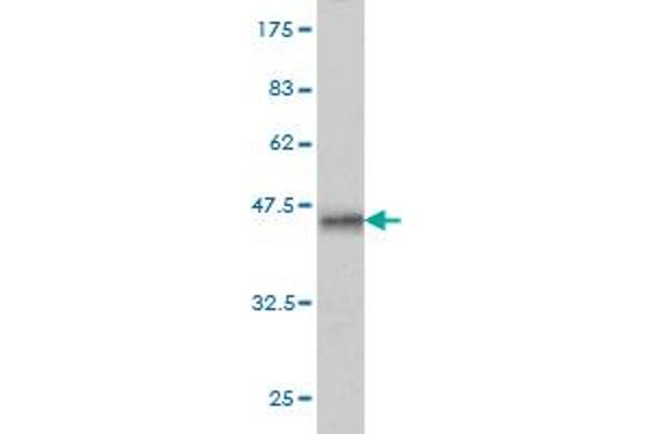 SRGAP1 antibody  (AA 952-1050)