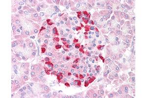 Anti-SOCS4 antibody IHC of human pancreas. (SOCS4 antibody  (AA 426-439))