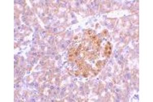 Immunohistochemistry of IL-23 in mouse pancreas tissue with IL-23 antibody at 2 μg/ml. (IL23A antibody  (N-Term))