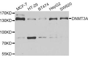 Western blot analysis of extracts of various cell lines, using DNMT3A antibody (ABIN5973891) at 1/1000 dilution. (DNMT3A antibody)