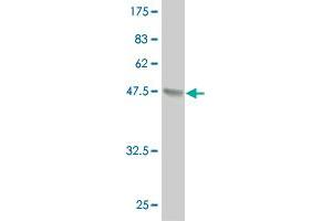 Western Blot detection against Immunogen (37. (IRX6 antibody  (AA 337-446))
