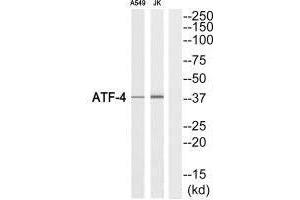 Western blot analysis of extracts from A549 cells and Jurkat cells, using ATF-4 (Ab-219) antibody. (ATF4 antibody  (C-Term))