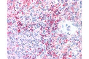 Anti-AURKB / Aurora-B antibody IHC of human spleen. (Aurora Kinase B antibody  (AA 227-238))