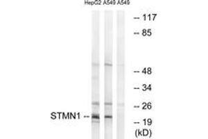 Western blot analysis of extracts from HepG2/A549 cells, treated with PMA 1ng/ml 15', using Stathmin 1 (Ab-37) Antibody. (Stathmin 1 antibody  (AA 21-70))