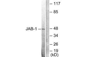 Western Blotting (WB) image for anti-COP9 Constitutive Photomorphogenic Homolog Subunit 5 (Arabidopsis) (COPS5) (Internal Region) antibody (ABIN1848622) (COPS5 antibody  (Internal Region))