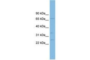 Image no. 1 for anti-GRB2-Related Adaptor Protein (GRAP) (AA 143-192) antibody (ABIN6744946) (GRAP antibody  (AA 143-192))