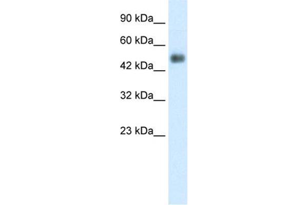 GCM1 antibody  (N-Term)