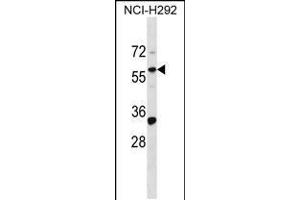 Western blot analysis in NCI-H292 cell line lysates (35ug/lane). (ZNF136 antibody  (N-Term))