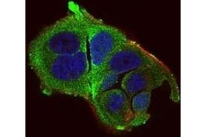 Immunofluorescence analysis of MCF-7 cells using DDIT3 mouse mAb (green). (DDIT3 antibody  (AA 87-192))