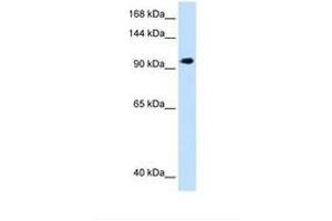 Image no. 1 for anti-SEC63 Homolog (SEC63) (AA 651-700) antibody (ABIN321164)