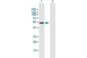 Western Blot analysis of ATXN10 expression in transfected 293T cell line by ATXN10 MaxPab polyclonal antibody. (Ataxin 10 antibody  (AA 1-475))