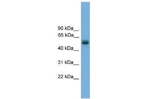 WB Suggested Anti-CCDC76 Antibody Titration: 0.