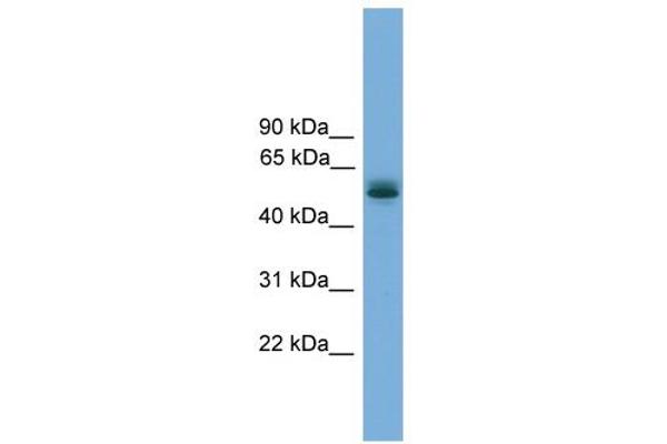 CCDC76 anticorps  (N-Term)